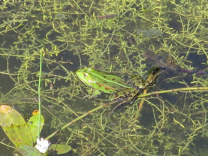 Groot paniek in de vijver - Foto: Wim