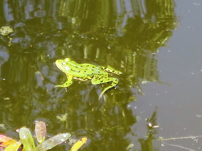 Groot paniek in de vijver - Foto: Wim