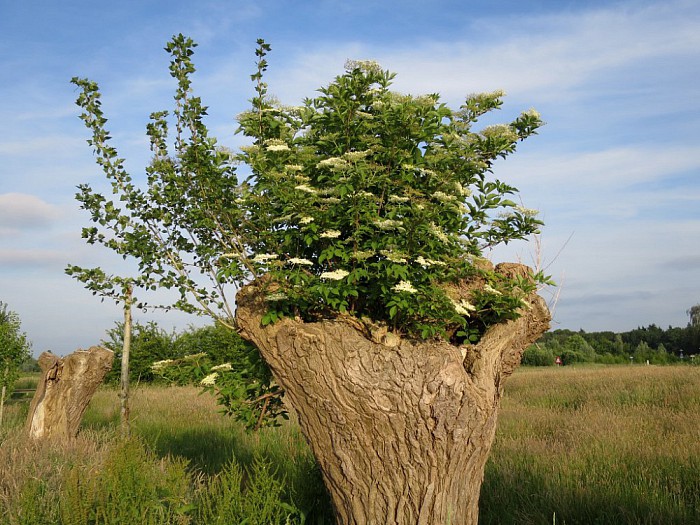 Knotvlierbomen in Hoonhorst - Foto: Wim