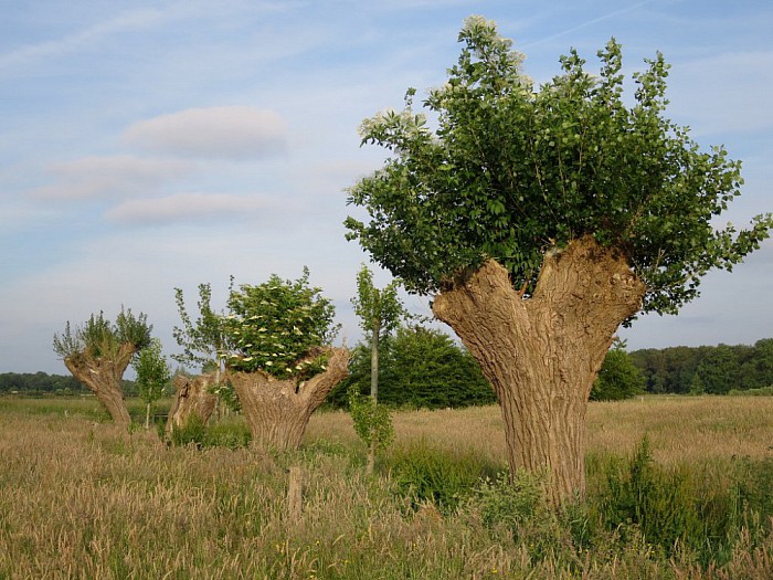 Knotvlierbomen in Hoonhorst - Foto: Wim