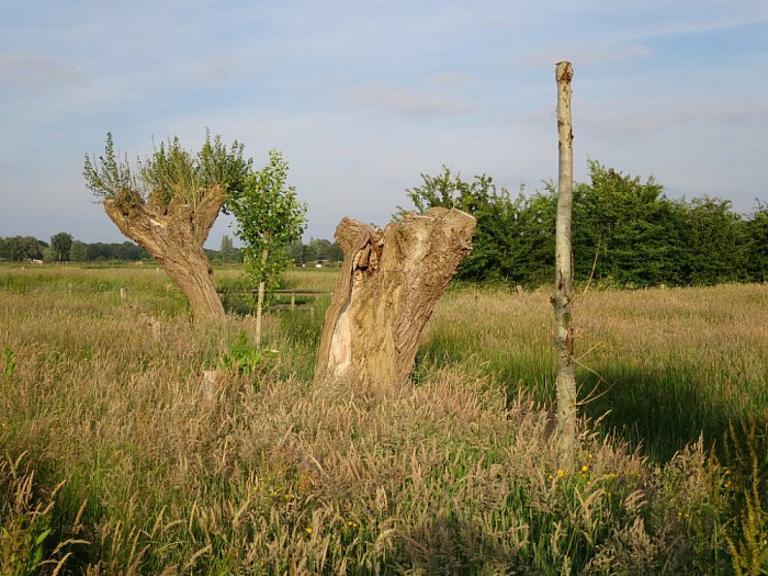 Knotvlierbomen in Hoonhorst - Foto: Wim