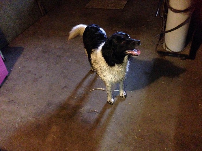 Hond gevonden Hessenweg en weer op de plek - Foto: Eigen geleverde foto