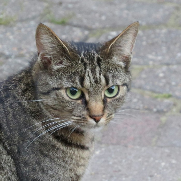 Kat weg - Foto: Eigen geleverde foto