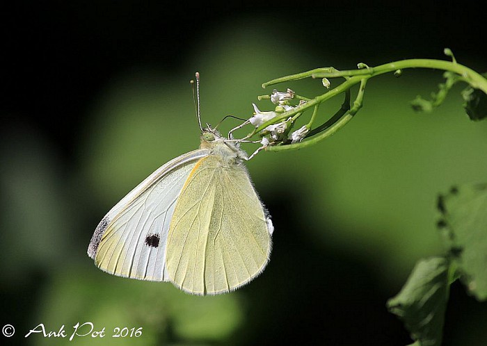 Maandfoto van Ank - Foto: Ank Pot