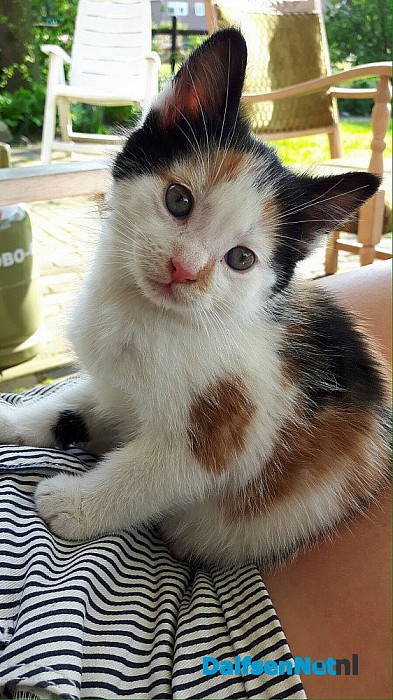 poesje Poekie weer thuis