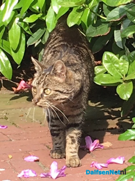 Poes komen aanlopen, wie mist er een?