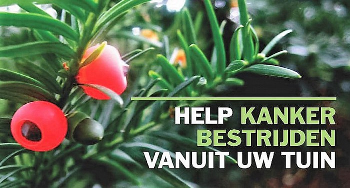 Lever uw taxussnoeisel in voor geneesmiddelen voor kanker