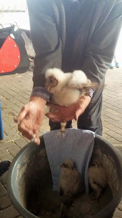 Uilen ringen bij Hulsman op de Vennenberg - Foto: Eigen geleverde foto