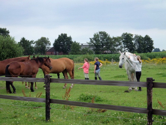 Paarden picknick en Rommelmarkt - Foto: Eigen geleverde foto