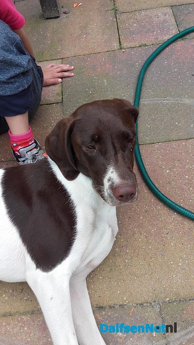 Hond gevonden (Update)