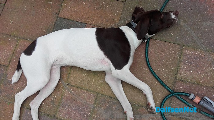 Hond gevonden (Update)