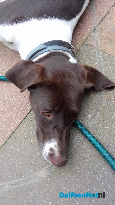 Hond gevonden (Update)
