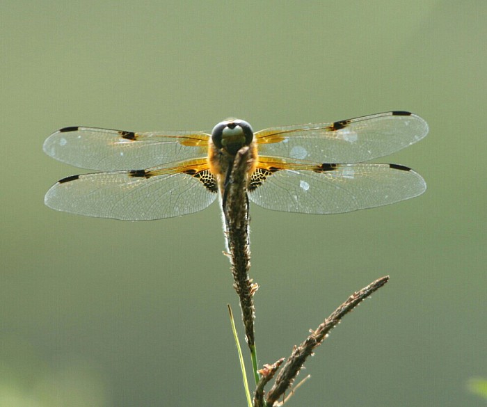 Libelle aan het zonebaden - Foto: Eigen geleverde foto