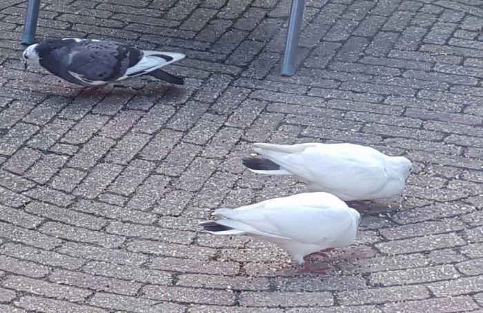 Zo vlogen de Dalfser duiven - Foto: Eigen geleverde foto