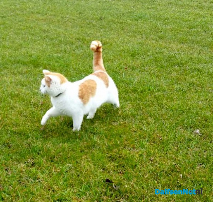 Kater Jerry is zoek!