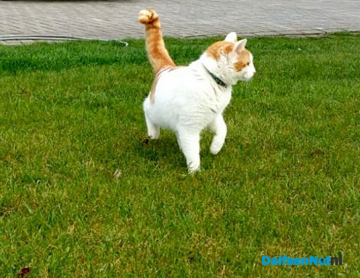 Kater Jerry is zoek!