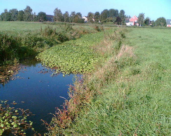Exotische waterplanten zorgen voor overlast - Foto: Eigen geleverde foto