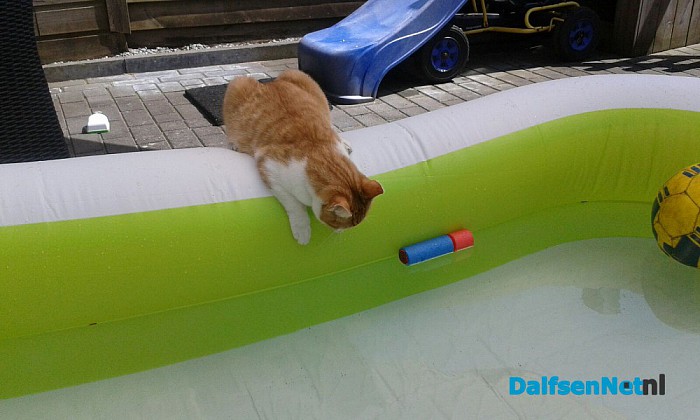 Sammie is niet thuis gekomen, onze jongens verdrietig…