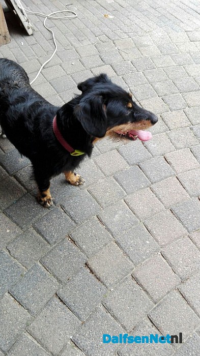 Hondje gevonden