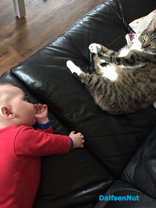 Beer (kat) vermist update - Foto: Ingezonden foto