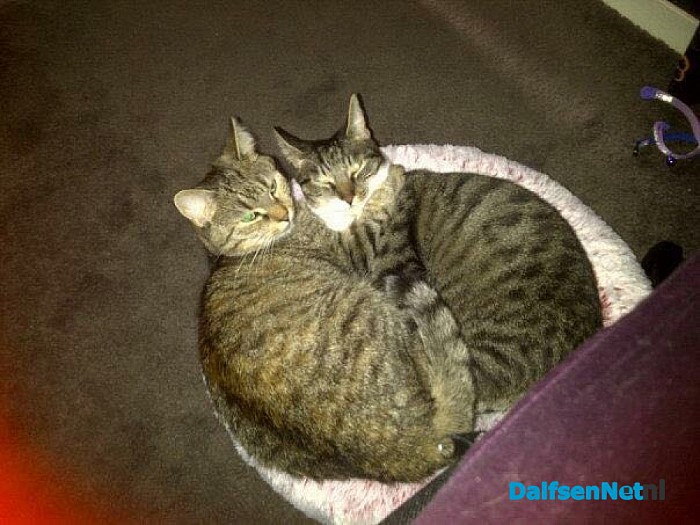 Beer (kat) vermist update - Foto: Ingezonden foto