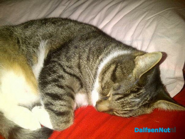 Beer (kat) vermist update - Foto: Ingezonden foto