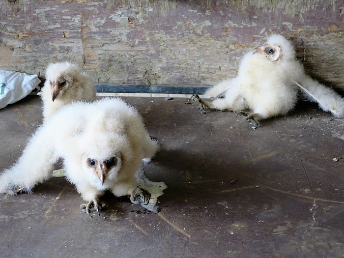 Ook bij Pekkeriet een vogelparadijs - Foto: Eigen geleverde foto