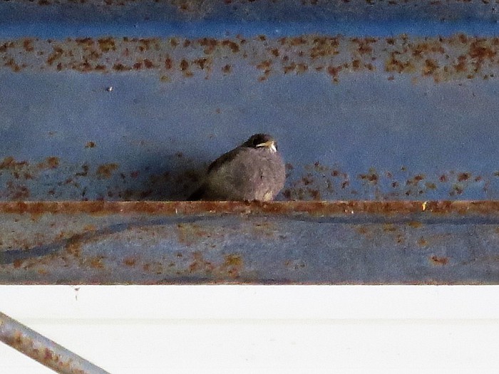 Ook bij Pekkeriet een vogelparadijs - Foto: Eigen geleverde foto