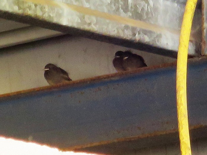 Ook bij Pekkeriet een vogelparadijs - Foto: Eigen geleverde foto