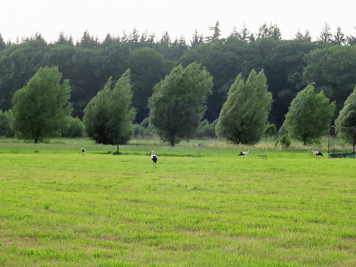 Samen met het hele gezin uit eten