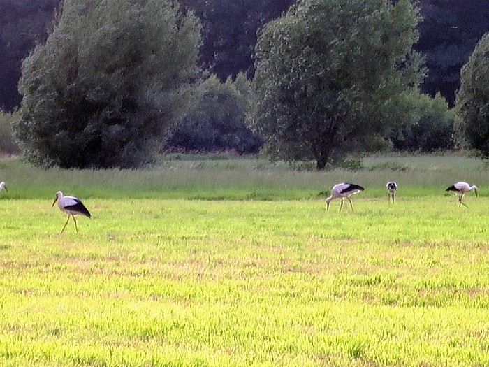 Samen met het hele gezin uit eten