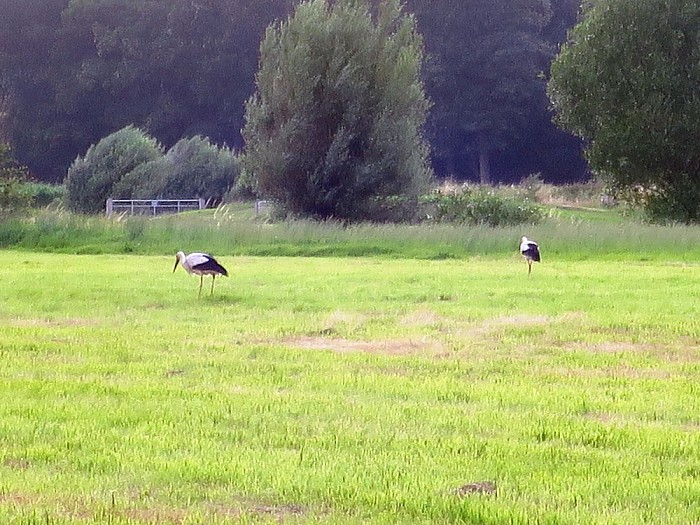 Samen met het hele gezin uit eten