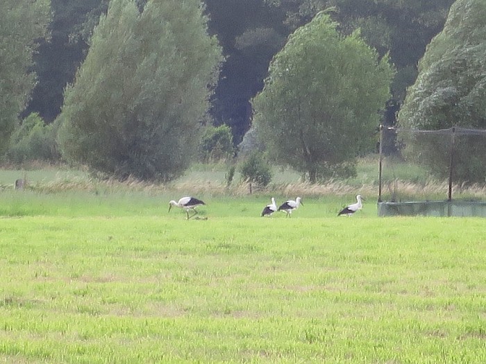 Samen met het hele gezin uit eten