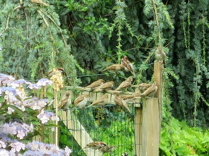 Mussen met uitsterven bedreigd, of… - Foto: Eigen geleverde foto