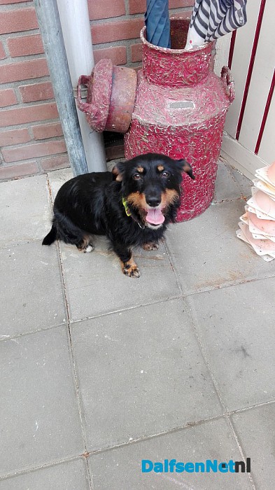 Hondje gevonden