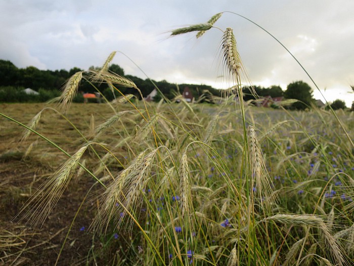 Zundag roggemeijersdag in Luttenberg - Foto: Wim
