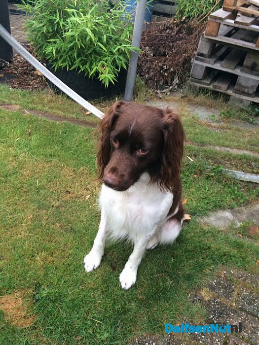 Hond gevonden - Foto: Ingezonden foto