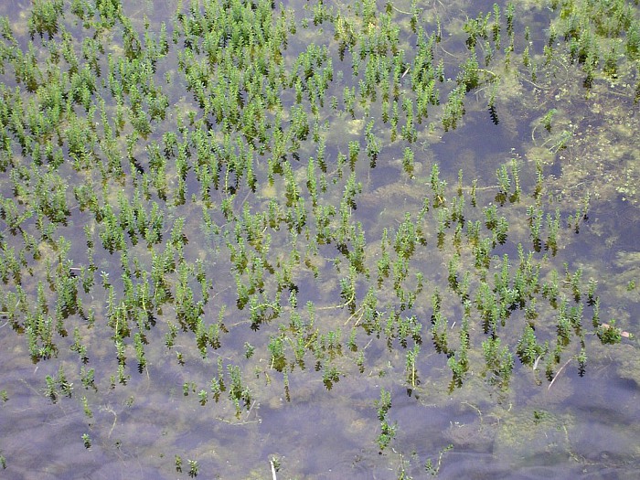 Exotische waterplanten zorgen voor overlast - Foto: Eigen geleverde foto