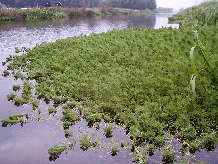 Exotische waterplanten zorgen voor overlast - Foto: Eigen geleverde foto
