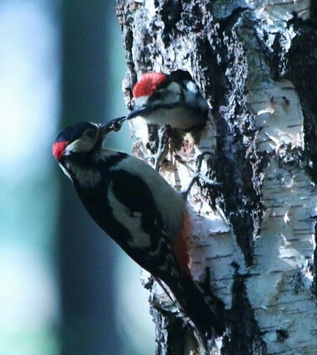 Bonte specht - Foto: Eigen geleverde foto