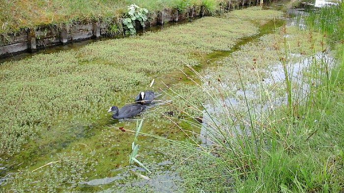 Exotische waterplanten zorgen voor overlast - Foto: Eigen geleverde foto