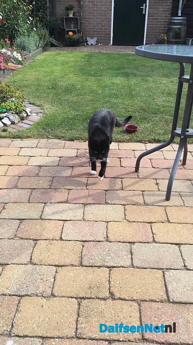 Poes aan komen lopen - Foto: Ingezonden foto
