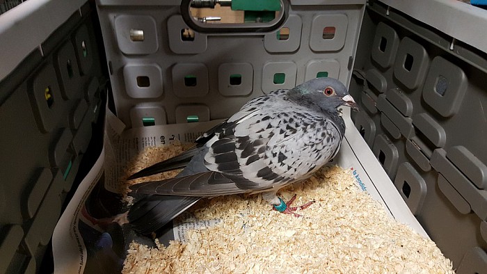 Geringde duif aan komen vliegen (update) - Foto: Eigen geleverde foto