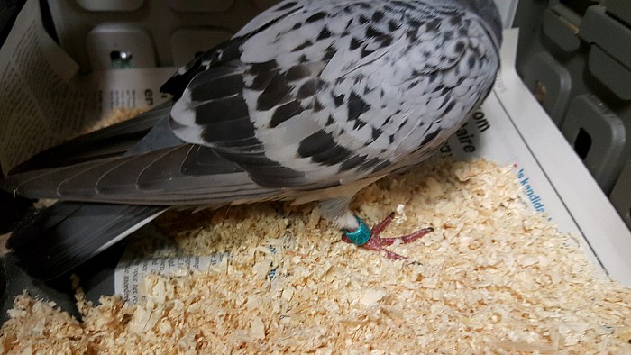Geringde duif aan komen vliegen (update) - Foto: Eigen geleverde foto