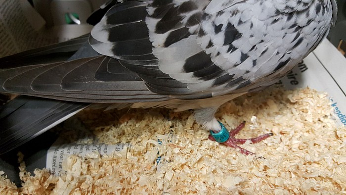 Geringde duif aan komen vliegen (update) - Foto: Eigen geleverde foto