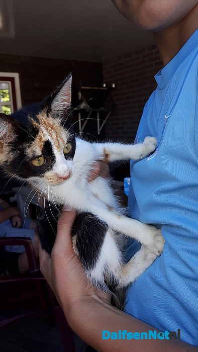 Jonge kitten gevonden. - Foto: Ingezonden foto