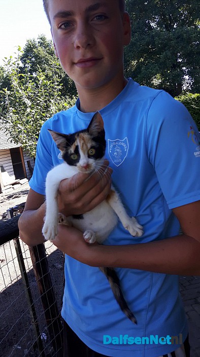 Jonge kitten gevonden. - Foto: Ingezonden foto