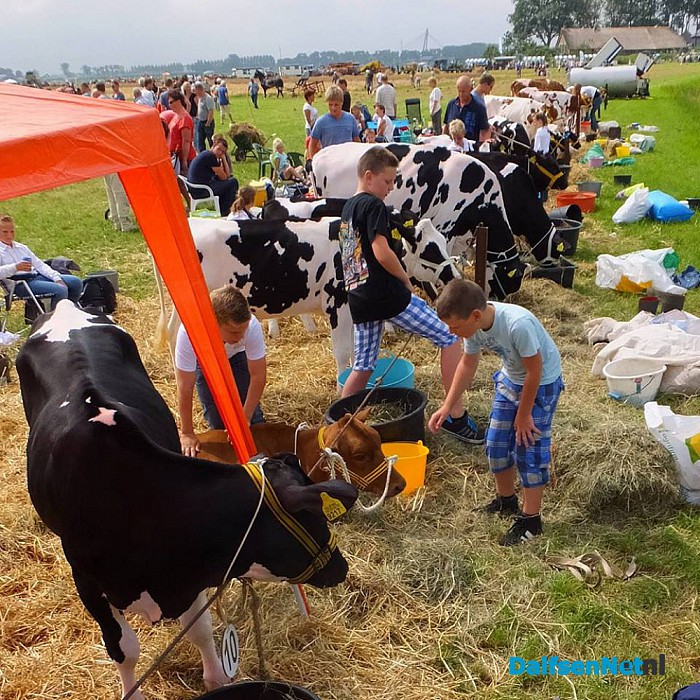 Jeugd doet mee aan kalverkeuring tijdens de Oogstdag op Kampereiland. - Foto: Ingezonden foto