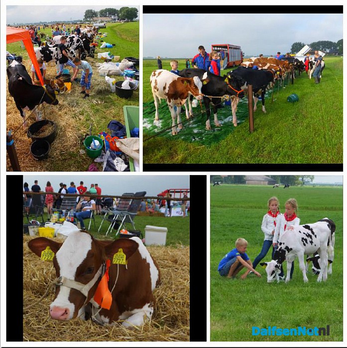 Jeugd doet mee aan kalverkeuring tijdens de Oogstdag op Kampereiland. - Foto: Ingezonden foto