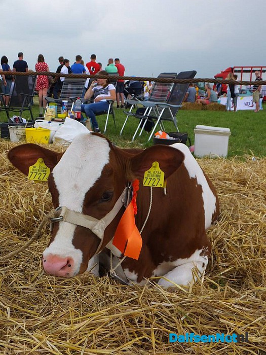 Jeugd doet mee aan kalverkeuring tijdens de Oogstdag op Kampereiland. - Foto: Ingezonden foto